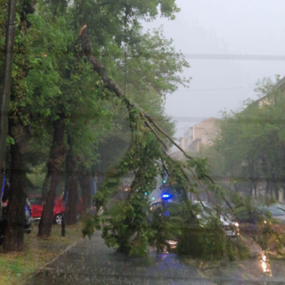 Un albero si spezza in Corso Belgio, 120 interventi per il maltempo