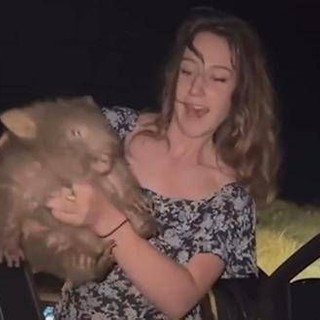 Australia, rapisce cucciolo di vombato: bufera per video di influencer